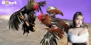 Đá Gà Cựa Dao 8KBET - Mãn Nhãn Với Trận Đấu Đỉnh Cao