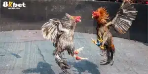 Đá Gà Thomo 8KBET - Cơ Hội Chiến Thắng Đầy Hấp Dẫn