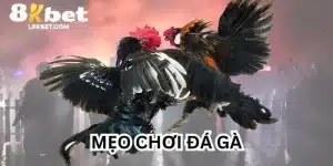 Mẹo Chơi Đá Gà Online - Hướng Dẫn Từ Chuyên Gia 8KBET